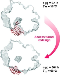 Engineering Enzyme Stability and Resistance to Organic Co-solvent by Access Tunnel Modification photo